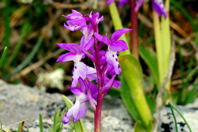 Orchis mascula subsp. ichnusae / Orchide di Sardegna